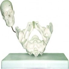 BIRTH DEMONSTRATION MODEL